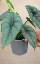 Load image into Gallery viewer, 5in Alocasia Puncak Borneensis