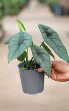 Load image into Gallery viewer, 5in Alocasia Puncak Borneensis