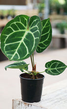 Load image into Gallery viewer, 5 inch Anthurium Crystallium