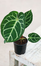 Load image into Gallery viewer, 5 inch Anthurium Crystallium