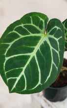 Load image into Gallery viewer, 5 inch Anthurium Crystallium