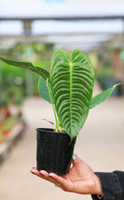 Load image into Gallery viewer, 5in Anthurium Veitchii