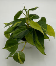 Load image into Gallery viewer, Philodendron 'Brasil'