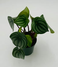 Load image into Gallery viewer, Watermelon Peperomia