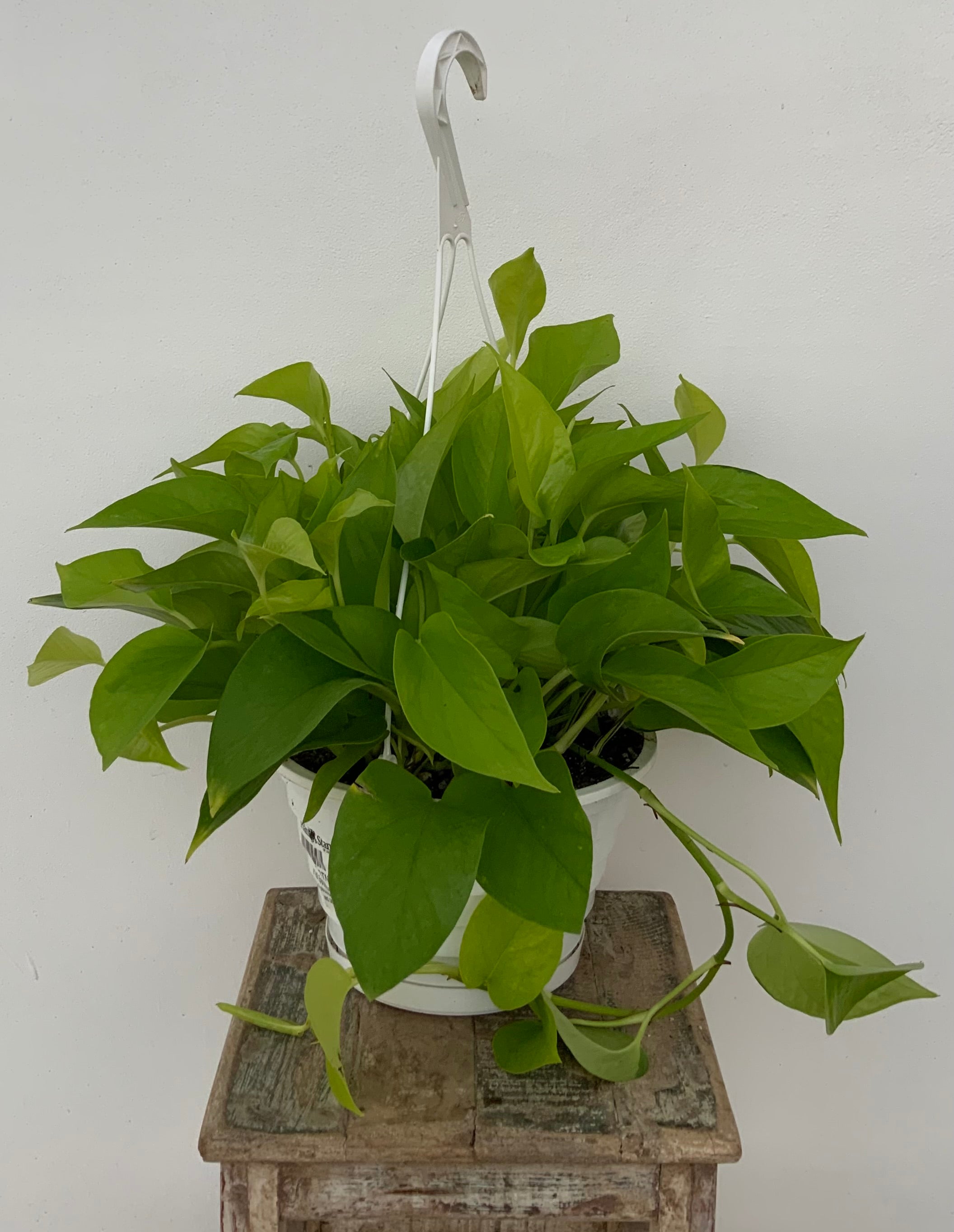 pothos neon 8in Hanging Neon Pothos