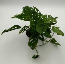 Load image into Gallery viewer, Monstera Adansonii