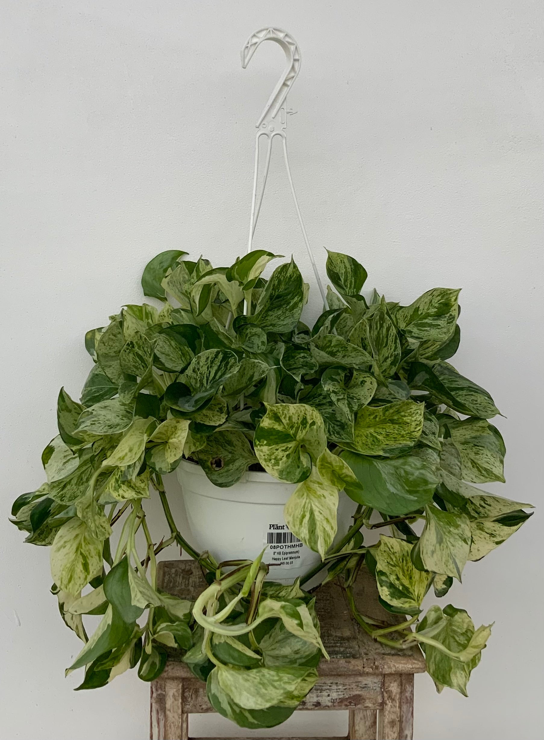 happy leaf pothos 8in Happy Leaf Manjula Hanging Basket