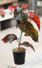 Load image into Gallery viewer, 5 Inch Begonia Crackling Rosie