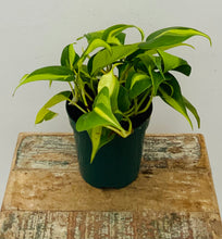 Load image into Gallery viewer, Philodendron 'Brasil'