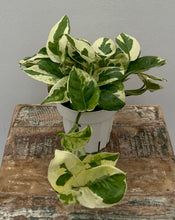 Load image into Gallery viewer, Pothos 'N Joy'