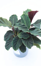 Load image into Gallery viewer, 4in Calathea Eternal Flame