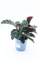 Load image into Gallery viewer, 4in Calathea Eternal Flame