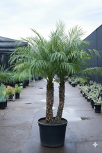 Load image into Gallery viewer, Potted palm tree in a nursery setting with other plants.