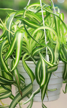 Load image into Gallery viewer, 8” Curly Spider Plant Chlorophytum