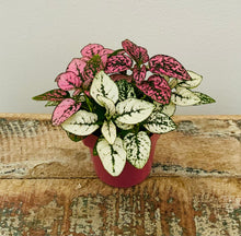 Load image into Gallery viewer, Polka Dot Plant, Hypoestes