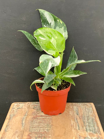 4in Philodendron White Wizard