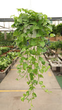 Load image into Gallery viewer, Golden Pothos