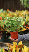 Load image into Gallery viewer, 4" Pilea Moon Valley