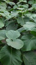 Load image into Gallery viewer, Monrovia Ficus Umbellata