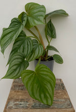 Load image into Gallery viewer, 5in Philodendron Pastazanum Silver Plowmanii