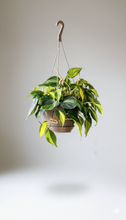 Load image into Gallery viewer, Philodendron 'Brasil'