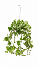 Load image into Gallery viewer, Pothos 'N Joy'