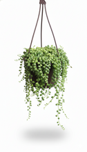 Load image into Gallery viewer, String of Pearls