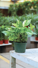 Load image into Gallery viewer, Golden Pothos