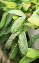 Load image into Gallery viewer, Hoya Sigillatis Silver Hanging Basket