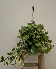 Load image into Gallery viewer, Pothos 'N Joy'