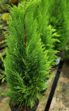 Load image into Gallery viewer, Lemon Cypress Tree