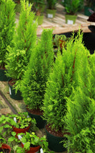Load image into Gallery viewer, Lemon Cypress Tree