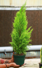 Load image into Gallery viewer, Lemon Cypress Tree