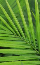 Load image into Gallery viewer, 3 Gallon Majesty Palm *Flash Sale*