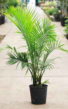 Load image into Gallery viewer, 3 Gallon Majesty Palm *Flash Sale*