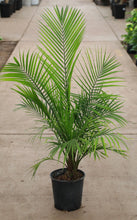 Load image into Gallery viewer, 3 Gallon Majesty Palm *Flash Sale*