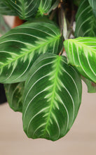 Load image into Gallery viewer, 6in Maranta Silver Band