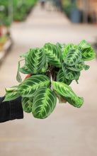 Load image into Gallery viewer, 6in Maranta Silver Band