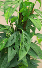 Load image into Gallery viewer, 10 Inch Monstera Adansonii on Totem Pole