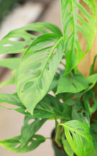 Load image into Gallery viewer, Monstera Adansonii on Totem Pole