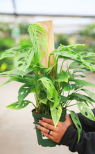 Load image into Gallery viewer, Monstera Adansonii on Totem Pole