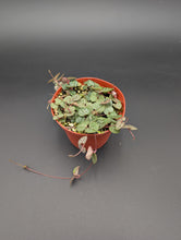 Load image into Gallery viewer, String of Hearts