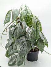 Load image into Gallery viewer, 8in Amydrium Medium Silver on totem