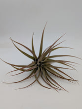 Load image into Gallery viewer, Tilandsia Capitata Peach