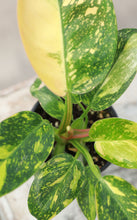 Load image into Gallery viewer, Philodendron ‘Green Congo Nuclear’ Variegated