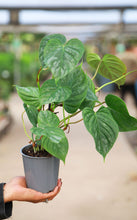 Load image into Gallery viewer, 5in Philodendron Majestic