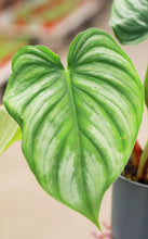 Load image into Gallery viewer, 5in Philodendron Pastazanum Silver Plowmanii