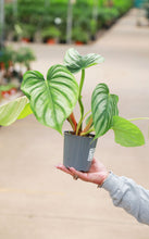 Load image into Gallery viewer, 5in Philodendron Pastazanum Silver Plowmanii