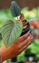 Load image into Gallery viewer, Philodendron Serpens