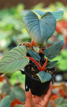 Load image into Gallery viewer, Philodendron Serpens